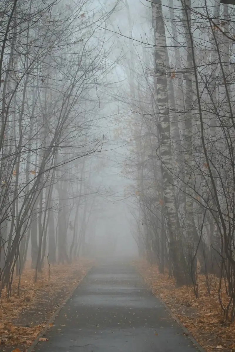 La nebbia